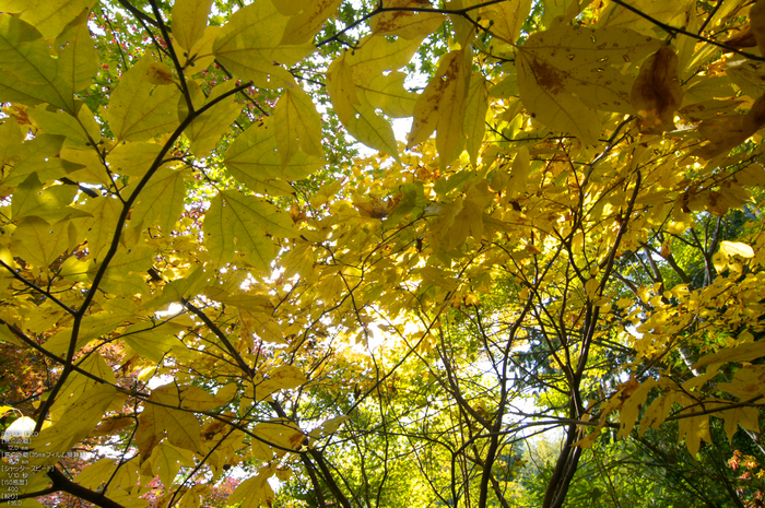 直指庵・紅葉_2011_4.jpg