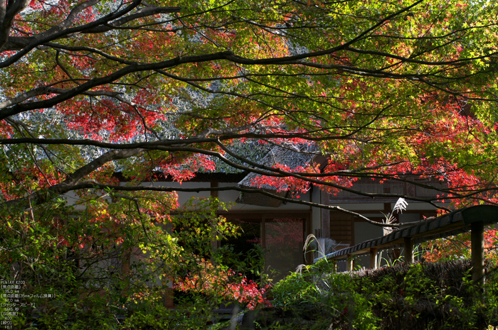 直指庵・紅葉_2011_6.jpg