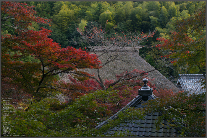 直指庵・紅葉_2011_top1.jpg