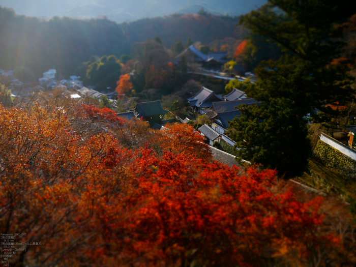 長谷寺紅葉_2011_13.jpg