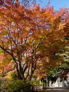 長谷寺紅葉_2011_16.jpg