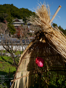 長谷寺紅葉_2011_23.jpg