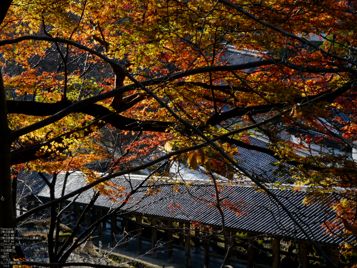 長谷寺紅葉_2011_7.jpg