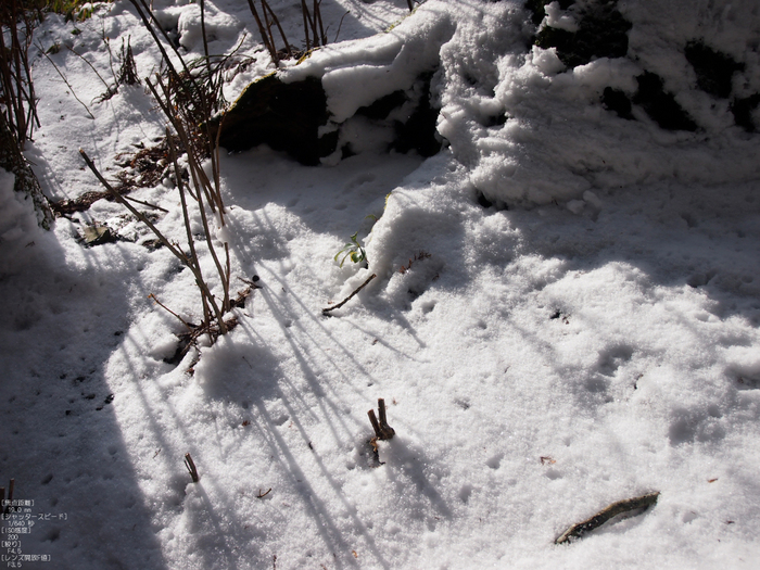 M.ZUIKO-DIGITAL-ED-12-50mm-F3.5-6.3-EZ_2012比叡山雪景_7.jpg