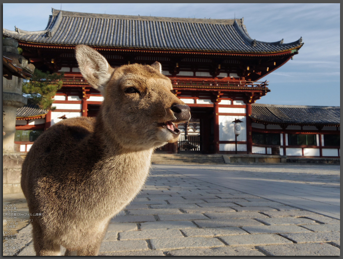 PENTAX_Q_2012東大寺_1.jpg