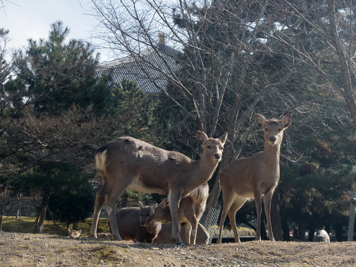 東大寺二月堂_2012_PENTAX_Q_21.jpg