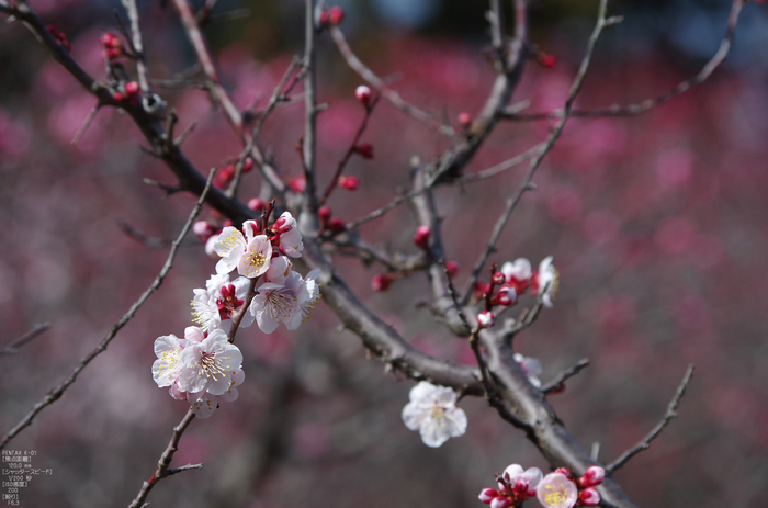 2012_随心院・梅_K-01_yaotomi_10.jpg