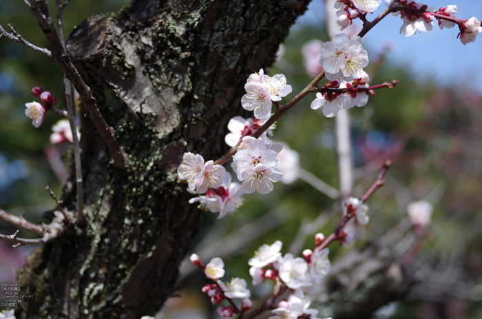 2012_随心院・梅_K-01_yaotomi_5.jpg