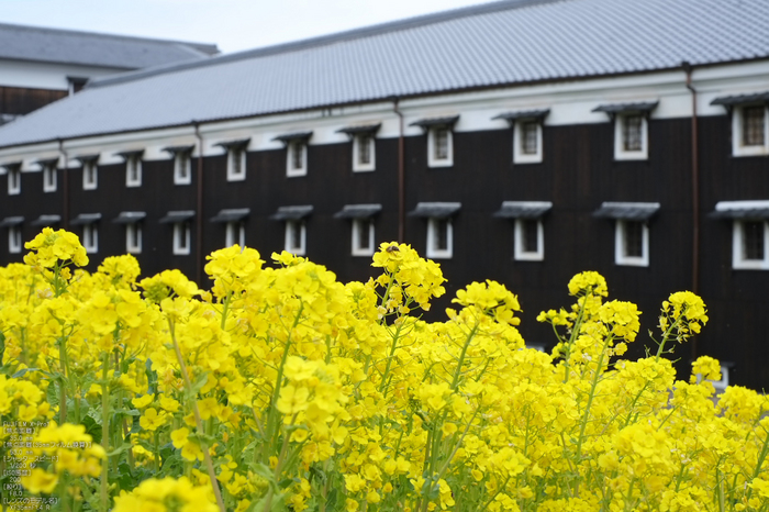 伏見菜の花_2012_yaotomi_X-pro1_3.jpg