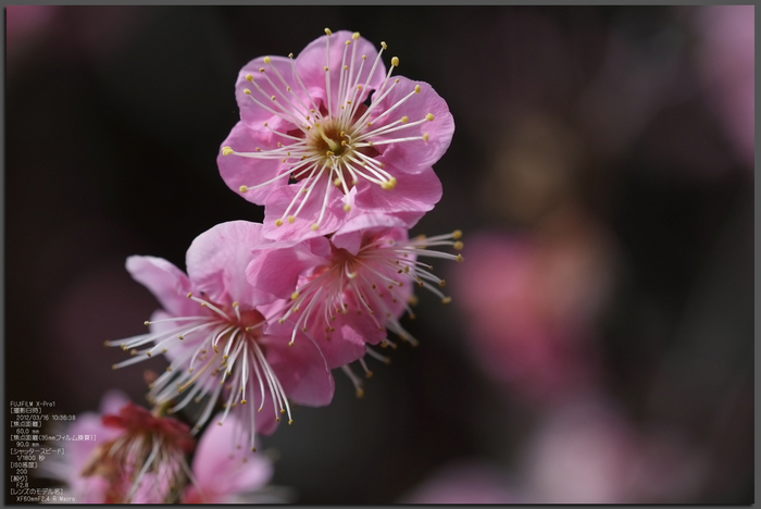 城南宮梅花_2012_yaotomi_X-pro1_1.jpg