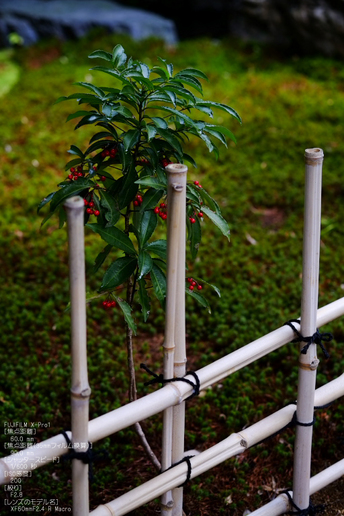 城南宮梅花_2012_yaotomi_X-pro1_10.jpg