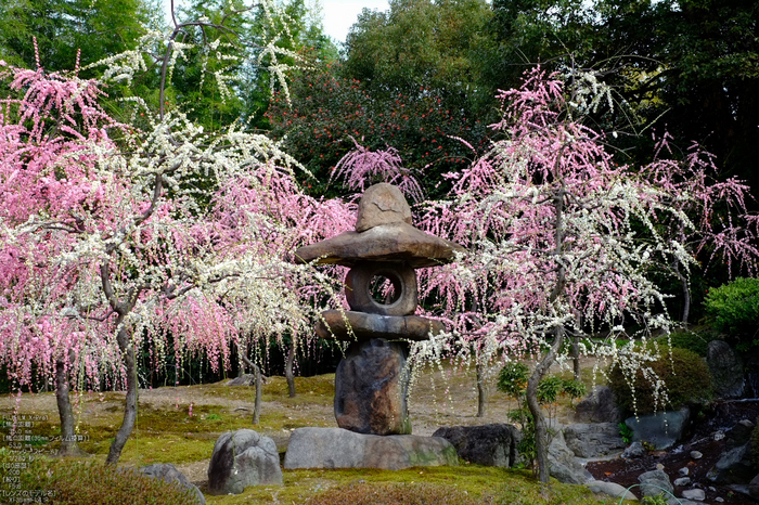 城南宮梅花_2012_yaotomi_X-pro1_3.jpg