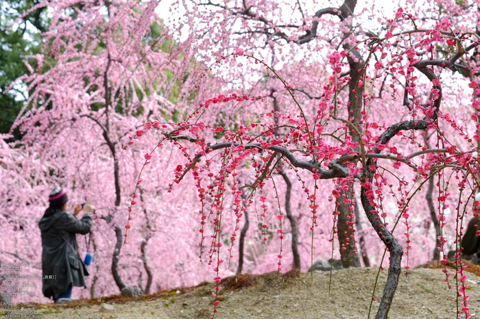 城南宮梅花_2012_yaotomi_X-pro1_8.jpg