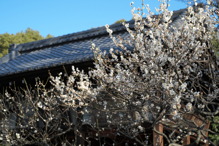 城南宮梅花_2012_yaotomi_Xpro1_11.jpg