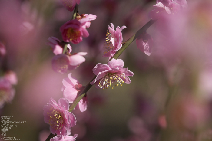 城南宮梅花_2012_yaotomi_Xpro1_17.jpg