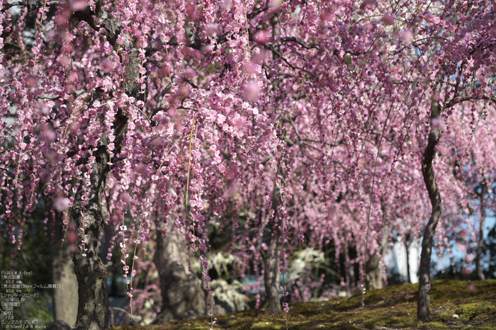 城南宮梅花_2012_yaotomi_Xpro1_18.jpg