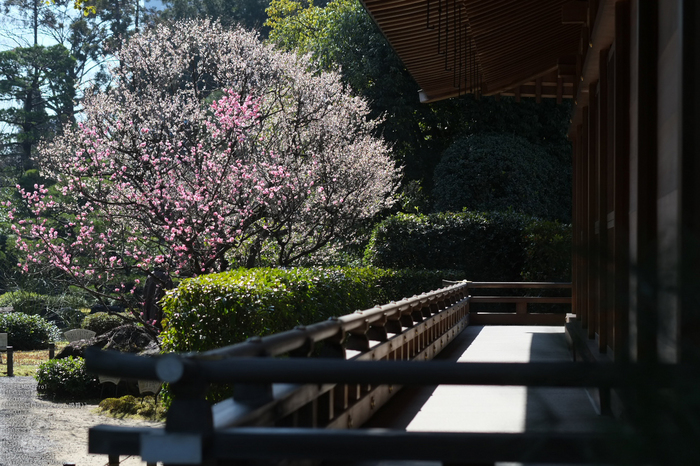 城南宮梅花_2012_yaotomi_Xpro1_22.jpg