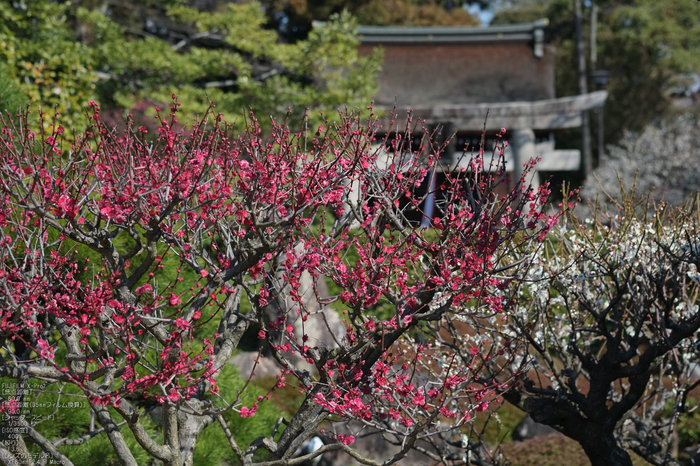 城南宮梅花_2012_yaotomi_Xpro1_26.jpg