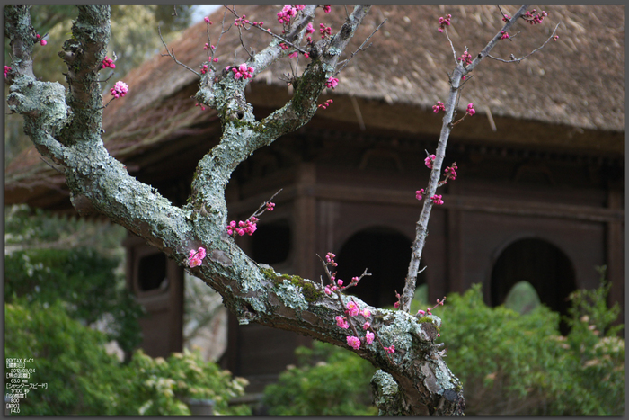 奈良公園・梅_2012_yaotomi_1.jpg