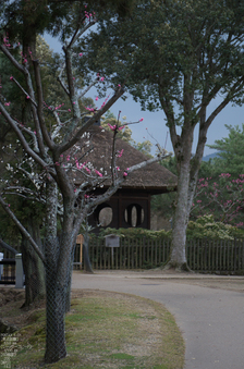 奈良公園・梅_2012_yaotomi_10.jpg