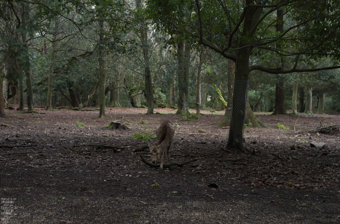 奈良公園・梅_2012_yaotomi_13.jpg