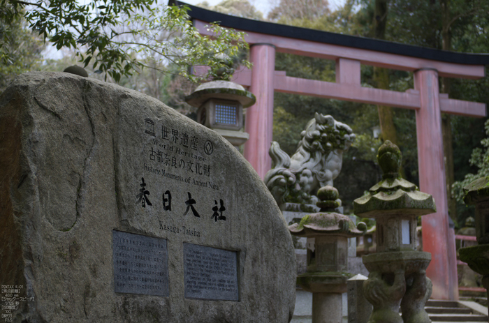 奈良公園・梅_2012_yaotomi_16.jpg