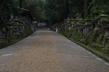 奈良公園・梅_2012_yaotomi_18.jpg