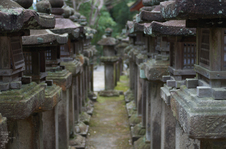 奈良公園・梅_2012_yaotomi_21.jpg