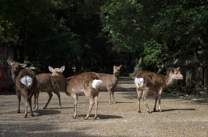 奈良公園・梅_2012_yaotomi_26.jpg