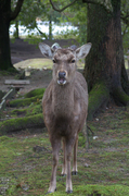 奈良公園・梅_2012_yaotomi_5.jpg