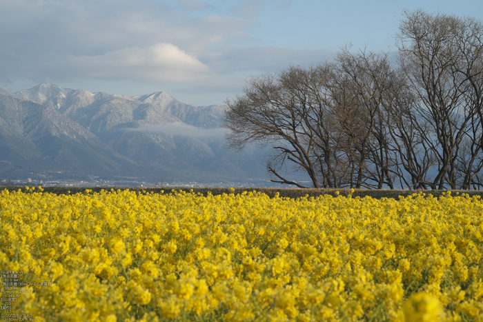 守山なぎさ公園菜の花_2012_yaotomi_5.jpg