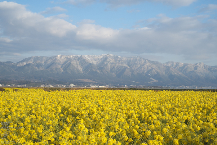 守山なぎさ公園菜の花_2012_yaotomi_6.jpg