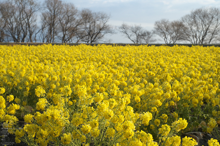 守山なぎさ公園菜の花_2012_yaotomi_7.jpg