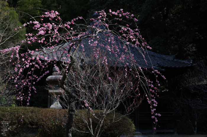 観心寺・梅_2012_yaotomi_15.jpg