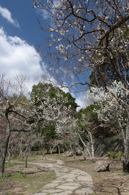 観心寺・梅_2012_yaotomi_20.jpg