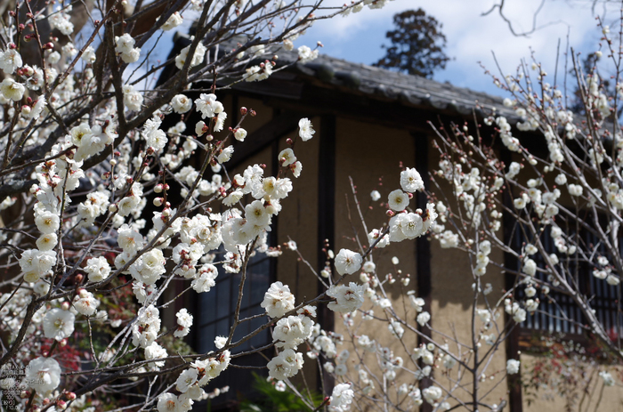 観心寺・梅_2012_yaotomi_26.jpg