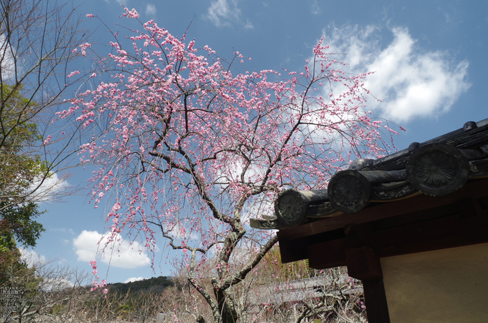 観心寺・梅_2012_yaotomi_27.jpg