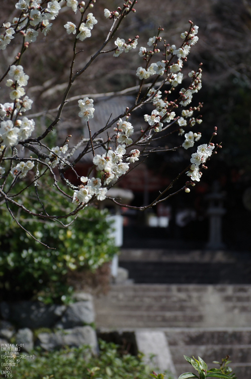 観心寺・梅_2012_yaotomi_5.jpg