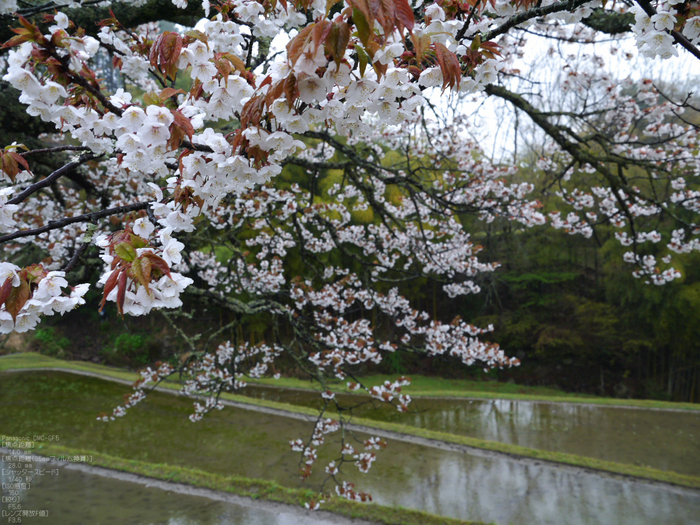 三多気_桜_2012_GF5_yaotomi_10.jpg