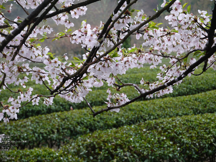 三多気_桜_2012_GF5_yaotomi_17.jpg