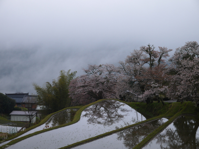 三多気_桜_2012_GF5_yaotomi_5.jpg