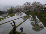 三多気_桜_2012_GF5_yaotomi_7.jpg