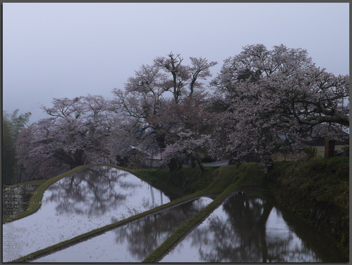 三多気_桜_2012_GF5_yaotomi_top1.jpg