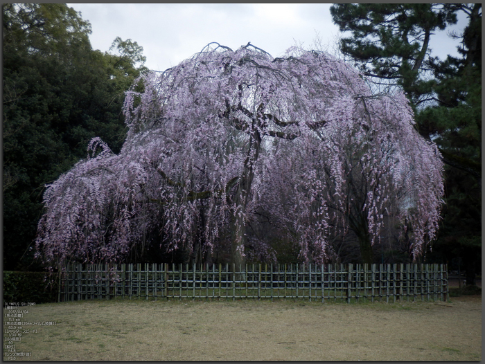 京都御苑_出水の小川_桜_OLYMPUS_SH25MR_1.jpg