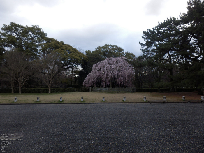 京都御苑_出水の小川_桜_OLYMPUS_SH25MR_10.jpg