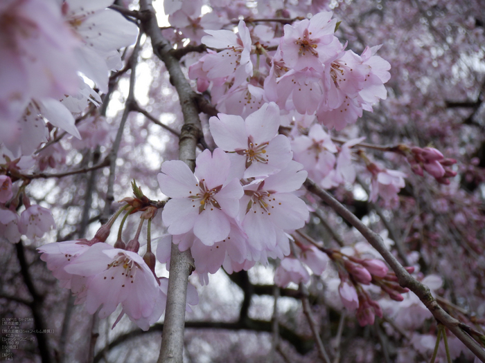 京都御苑_出水の小川_桜_OLYMPUS_SH25MR_11.jpg