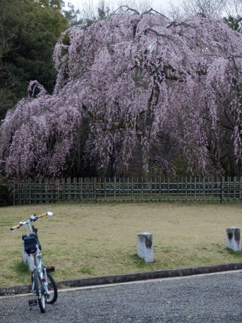 京都御苑_出水の小川_桜_OLYMPUS_SH25MR_12.jpg