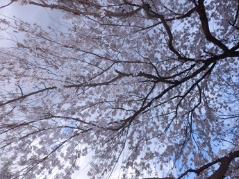 京都御苑_出水の小川_桜_OLYMPUS_SH25MR_13.jpg