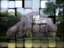 京都御苑_出水の小川_桜_OLYMPUS_SH25MR_3.jpg