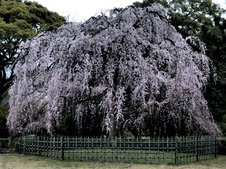 京都御苑_出水の小川_桜_OLYMPUS_SH25MR_5.jpg